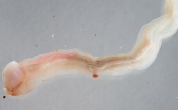 Media type: image; Malacology 383273